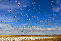 Flock of Snow Geese (Chen caerulescens atlanticus / Chen caerulescens) in flight and on ground at wintering area, Bosque del Apache, New Mexico, USA, November