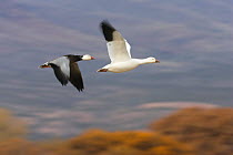 Snow Geese (Chen caerulescens atlanticus / Chen caerulescens) in flight, white and grey phase, Bosque del Apache, New Mexico, USA, November