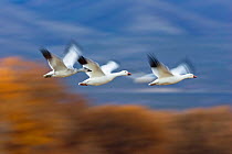 Three Snow Geese (Chen caerulescens atlanticus / Chen caerulescens) in flight, Bosque del Apache, New Mexico, USA, November
