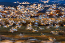 Flock of Snow Geese (Chen caerulescens atlanticus / Chen caerulescens) in flight, abstract, Bosque del Apache, New Mexico, USA, November