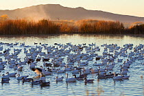 Flock of Snow Geese (Chen caerulescens atlanticus / Chen caerulescens) on water at sunrise, white and grey phases, Bosque del Apache, New Mexico, USA, November