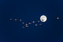 Flock of Snow Geese (Chen caerulescens atlanticus / Chen caerulescens) in flight to their winter roosting site, crossing a full moon, Bosque del Apache, New Mexico, USA, November