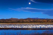 Mixed flock of Snow geese (Chen caerulescens atlanticus / Chen caerulescens) and Sandhill cranes (Grus canadensis) at wintering area at dawn, with full moon, Bosque del Apache, New Mexico, USA, Novemb...