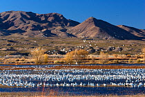 Flock of Snow geese (Chen caerulescens atlanticus / Chen caerulescens) at wintering area, Bosque del Apache, New Mexico, USA, November