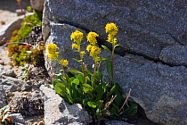 Northern goldenrod (Solidago multiradiata) in flower on Burroughs Mountain Trail, Mount Rainier National park, Washington, USA, August