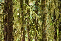 Sitka spruce (Picea sitchensis) trees covered in lichen, temperate rainforest, Hoh Rainforest, Olympic National Park, Washington, USA, August