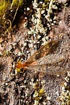 Winged termite (Isoptera) on tree bark, Olympic National Park, Washington, USA, August