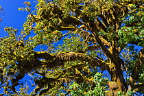 Tree in temperate rainforest with branches covered in moss and lichen, Hoh Rainforest, Olympic National Park, Washington, USA, August