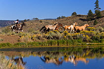 Cowboy rounding up horses, Oregon, USA, August 2005, model released