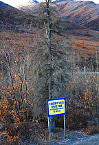 The most northern Spruce tree (Picea sp) on the Alalska pipe line, killed by ringing, Dalton Highway, Alaska, USA, September 2009