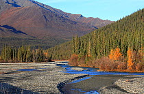River flowing through Black spruce (Picea mariana) and White spruce (Picea glauca) forests, Dalton Highway south of Brooks Range and north off Coldfoot, Alaska, USA, September 2009