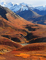 The mid section of the Denali Canyon with a view to the Alaska Range after a hot summer, Denali National Park, Alaska, USA, September 2009
