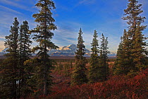 Wonder Lake camp area with a view to Alaska Range with Mount McKinley through spruce trees, Denali National Park, Alaska, USA, September 2009
