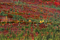 Tents in Wonder Lake Camp, in upland forest tundra, Denali National Park. Alaska, USA, September 2009