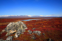 Upland plateau with tundra-like thickets of Polar birch and dwarf willows, Alaska Range in the distance, Denali Highway, Alaska, USA, September 2009