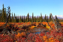 Water in upland plateau with tundra-like thickets of Birch and dwarf Willows, and thin forest of White spruce (Picea glauca) with Alaska Range in the distance, Denali Highway, Alaska, USA, September 2...