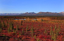 View towards the Alaska Range across upland plateau, Denali Highway, Alaska, USA, September 2009
