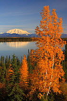 Wrangell Mountains in Saint Elias National Park seen across Willow Lake surrounded by mixed spruce-birch forest, Richardson Highway, Alaska, USA, September 2009
