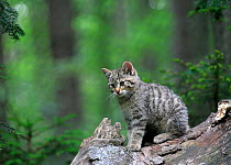 European wild cat (Felis silvestris) kitten sitting, Bavarian Forest National Park, Germany, May
