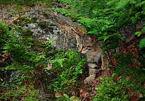 European wild cat (Felis silvestris) kitten emerging from undergrowth, Bavarian Forest National Park, Germany, May