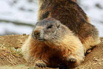 Alpine marmot (Marmota marmota) emerging from hole, Hohe Tauern National Park, Austrian Alps, Austria, May