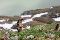 Two Alpine marmots (Marmota marmota) one standing on hind legs calling, Hohe Tauern National Park, Austrian Alps, Austria, May