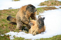 Alpine marmots (Marmota marmota) fighting, Hohe Tauern National Park, Austrian Alps, Austria, May
