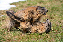 Two Alpine marmots (Marmota marmota) fighting, Hohe Tauern National Park, Austrian Alps, Austria, May