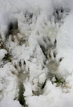 Alpine marmot (Marmota marmota) footprints in snow, Hohe Tauern National Park, Austrian Alps, Austria, May