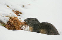 Alpine marmot (Marmota marmota) collecting dried grass in snow, Hohe Tauern National Park, Austrian Alps, Austria, May
