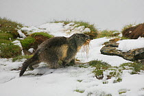 Alpine marmots (Marmota marmota) carrying dried grass, Hohe Tauern National Park, Austrian Alps, Austria, May