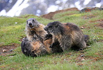 Three Alpine marmots (Marmota marmota) playing, Hohe Tauern National Park, Austrian Alps, Austria, May