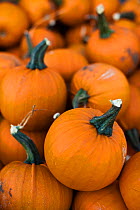 Baby bell pumpkins (Cucurbita maxima) close up  shot, UK.