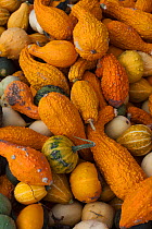 Variety of Pumpkins (Cucurbita maxima) close up shot, UK.