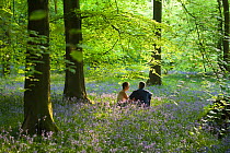 A couple relaxing amongst bluebells (Endymion nonscriptus) in springtime woodland, Upper Soudley, Forest of Dean, Gloucestershire, May.