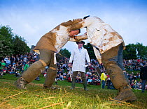 Men participating in a shin kicking event at the Cotswold Olimpicks, Dover's Hill, Gloucestershire, UK, May 2008.