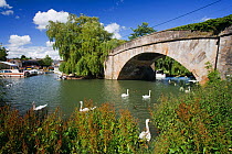 Swans on the River Thames by Halfpenny Bridge, Lechlade, Gloucestershire, UK, July 2008.