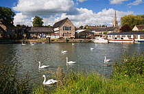 Swans on the River Thames with boats and buildings in the background, Lechlade, Gloucestershire, UK, July 2008.