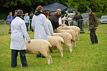 Judge inspecting Cotswold Lion rare breed sheep at the Cotswold Farm Show, Cirencester, UK, July 2008.