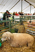 Cotswold Lion rare breed sheep in pens at the Cotswold Farm Show, Cirencester, UK, July 2008.