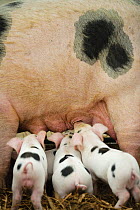 Gloucester old spot piglets (Sus scrofa domestica) suckling at the Cotswold Farm Show, Cirencester, UK, July 2008.
