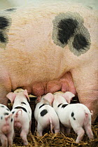 Gloucester old spot piglets (Sus scrofa domestica) suckling at the Cotswold Farm Show, Cirencester, UK, July 2008.