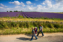 Two female walkers carrying young children beside Lavender fields, Snowshill Lavender Farm, Gloucestershire, UK, July 2008.