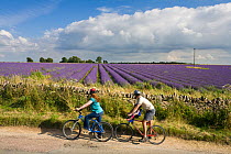 Cyclists riding past lavender fields, Snowshill Lavender Farm, Gloucestershire, UK, July 2008.