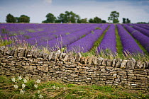 Cotswold stone wall with lavender fields, Snowshill Lavender Farm, Gloucestershire, UK, July 2008.