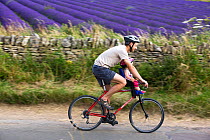 Man with young child on front bicycle seat, cycling past Lavender fields, Snowshill Lavender Farm, Gloucestershire, UK, July 2008.