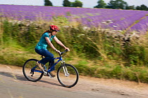 Cyclist travelling alongside Lavender fields, Snowshill Lavender Farm, Gloucestershire, UK, July 2008.