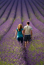 Couple walking through Lavender field, rear view,  Snowshill Lavender Farm, Gloucestershire, UK, July 2008.