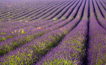 Lavender fields, Snowshill Lavender Farm, Gloucestershire, UK, July 2008.