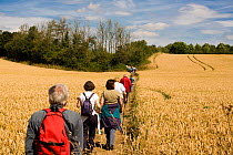 Cotswold Wardens walking along footpath through ripe wheat field,  Area of Outstanding Natural Beauty (AONB) at Eastleach Turville, Gloucestershire, UK, July 2008.